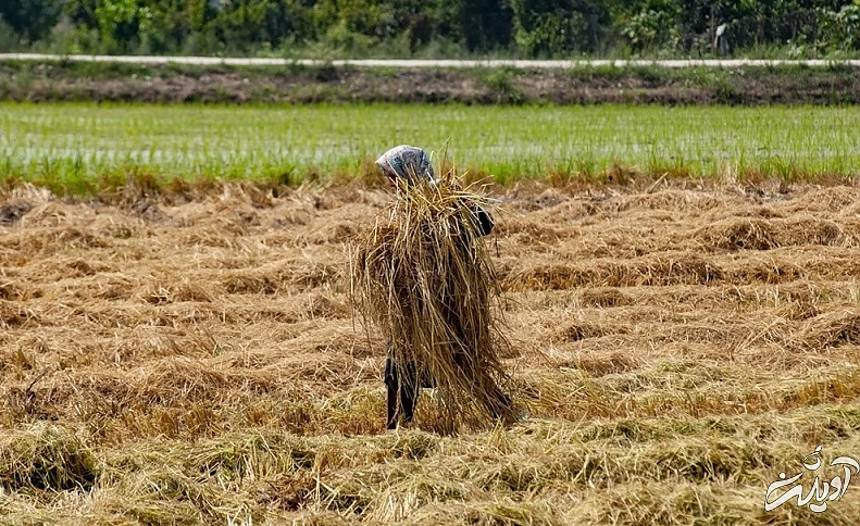 (تصاویر) برداشت برنج در مازندران